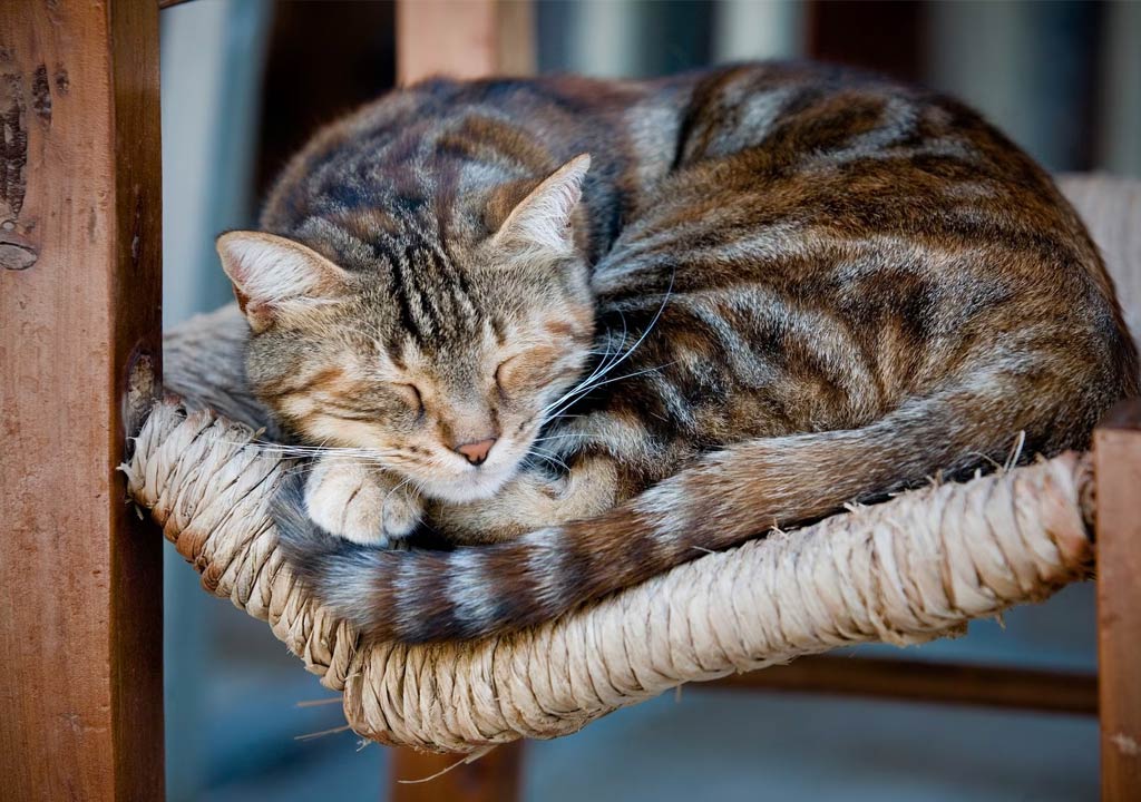 Finding the Perfect Cat Bed for Winter