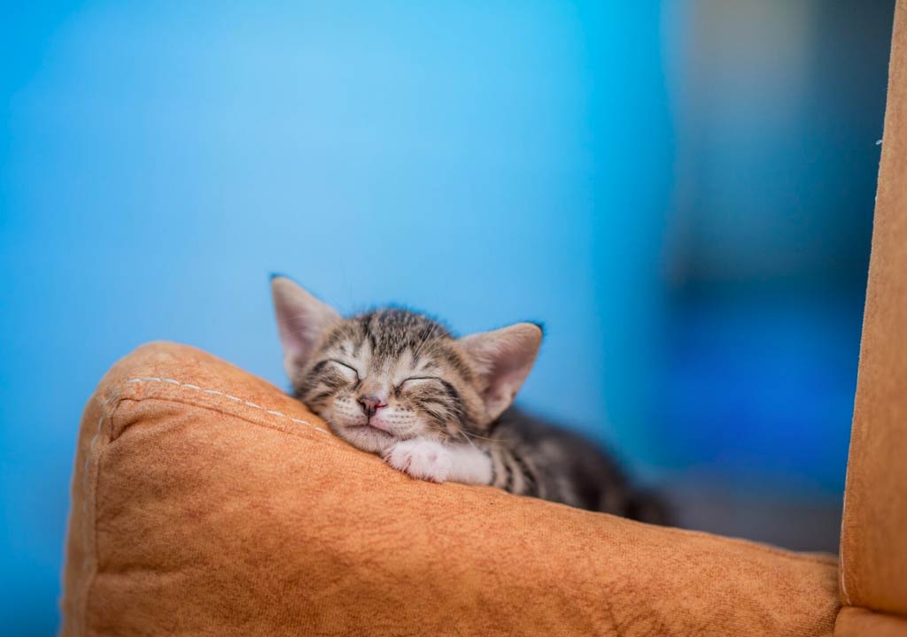 The Benefits of Elevated Cat Beds: Why Your Cat Will Love Them