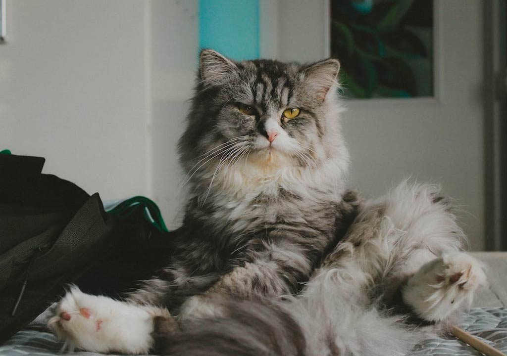 The Importance of Comfort in Cat Beds 