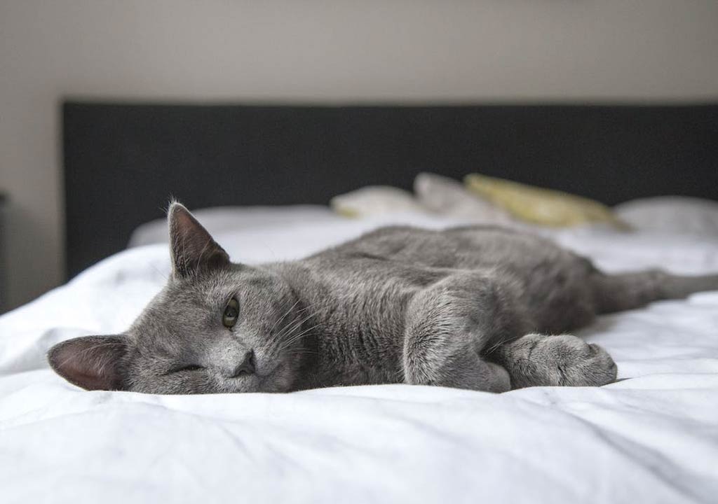 Top 5 Cat Beds for Different Breeds