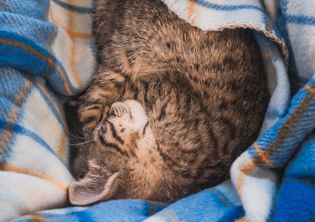 The Role of Comfort and Design in Choosing the Best Cat Bed