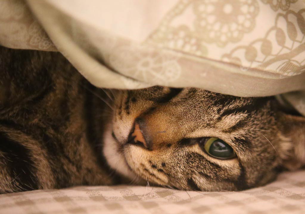 blog-12