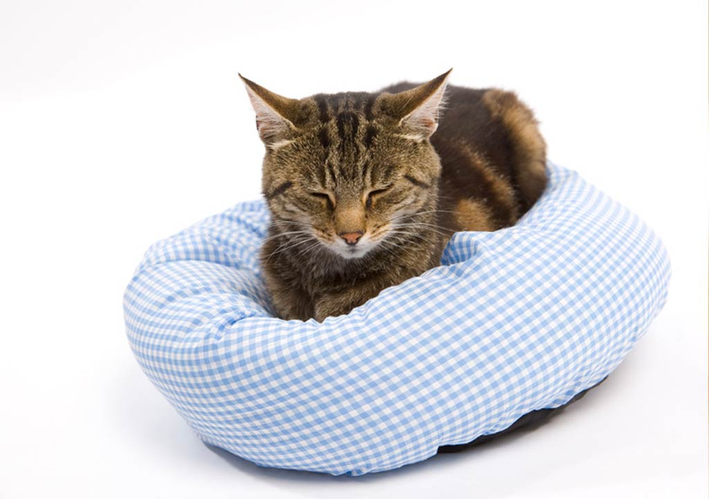 Springtime Cat Naps: Choosing the Right Bed for Your Feline
