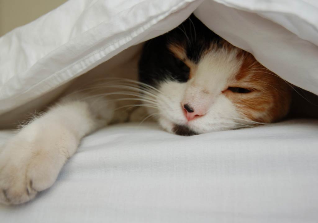 The Benefits of Elevated Cat Beds: Why Your Cat Will Love Them