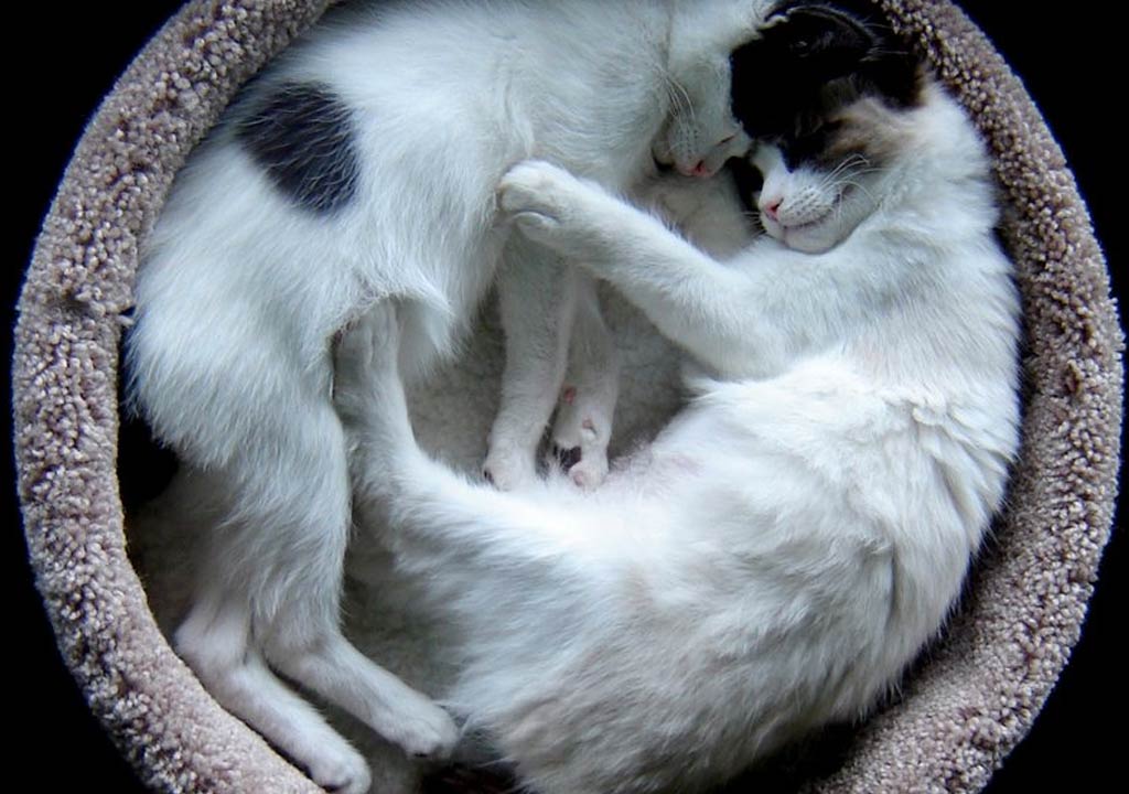 How to Create the Perfect Sleeping Environment for Your Cat