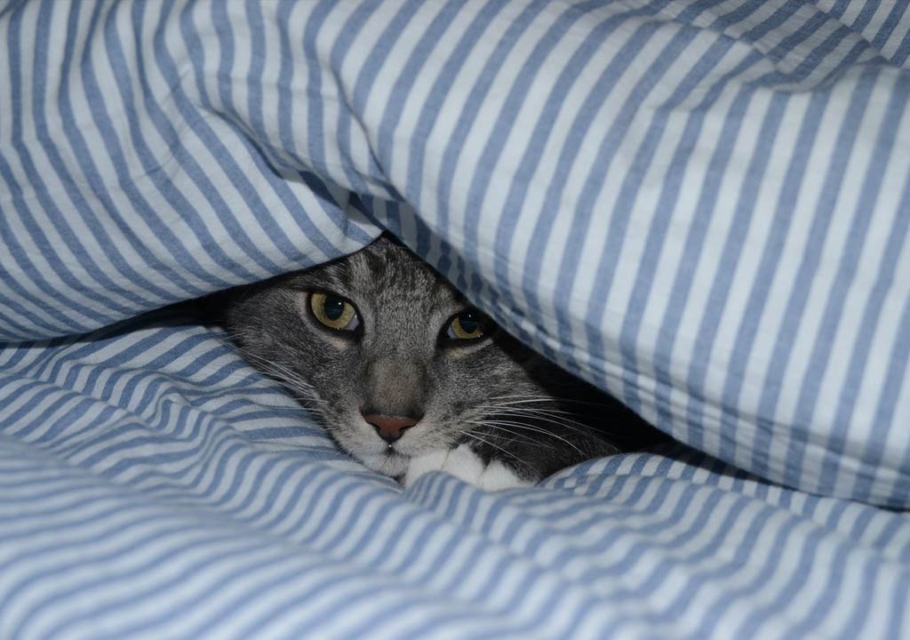 Year-Round Comfort: Cat Beds for All Seasons