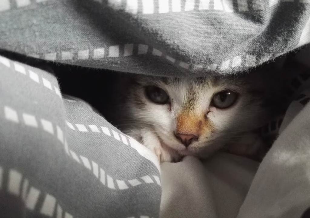 How to Create the Perfect Sleeping Environment for Your Cat