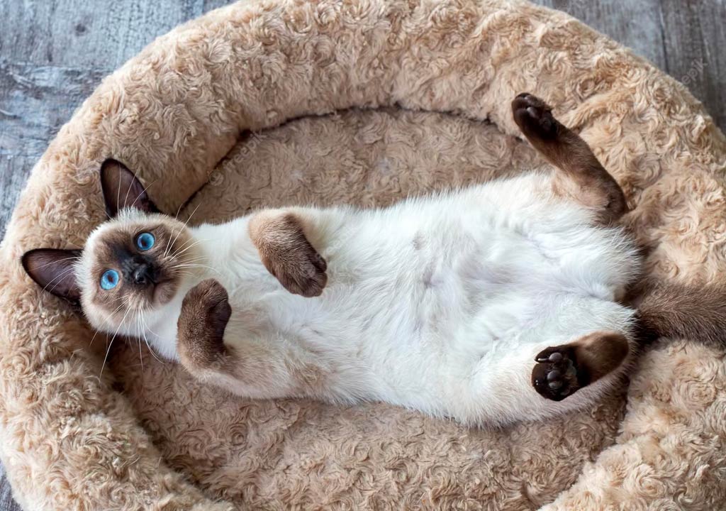Top 5 Cat Beds for Different Breeds