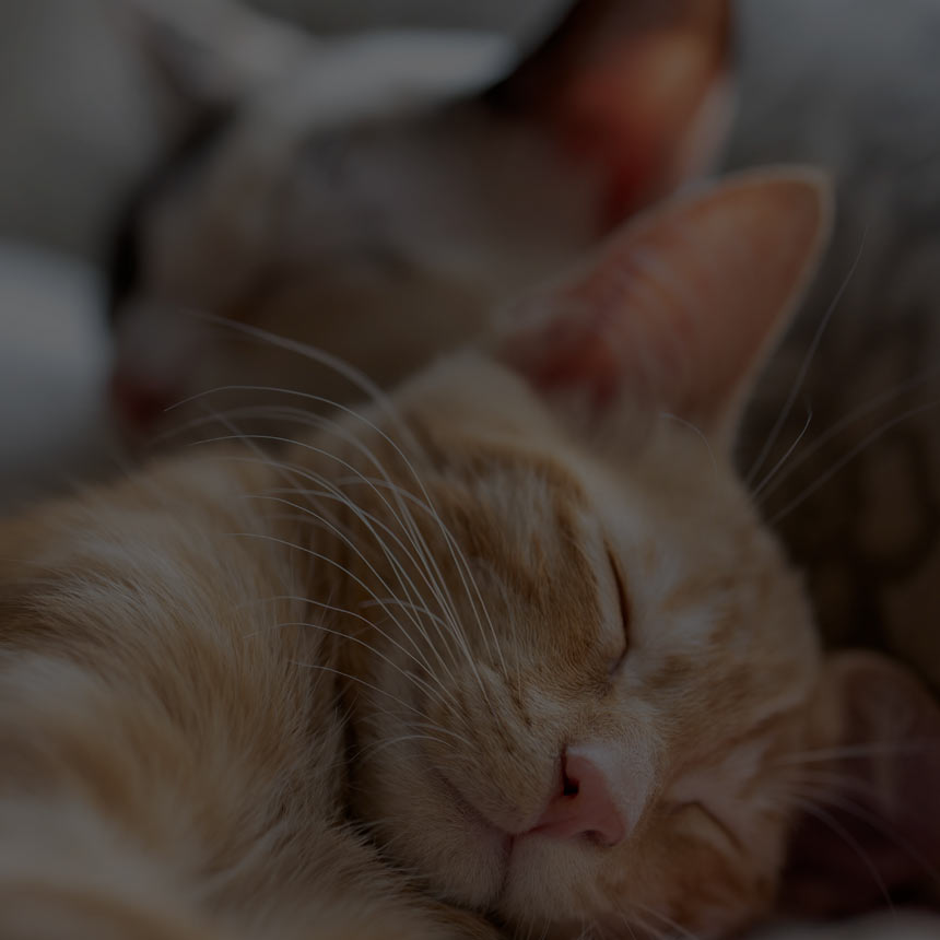 Cuddler Beds