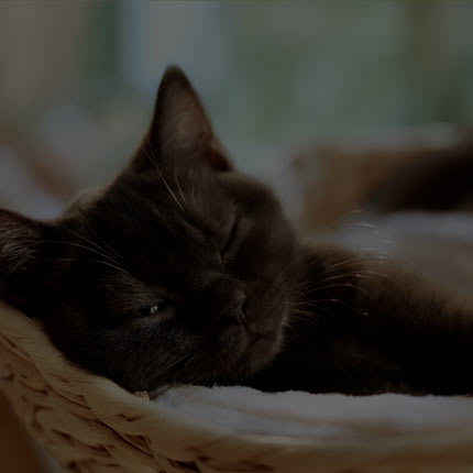 Orthopedic Cat Beds